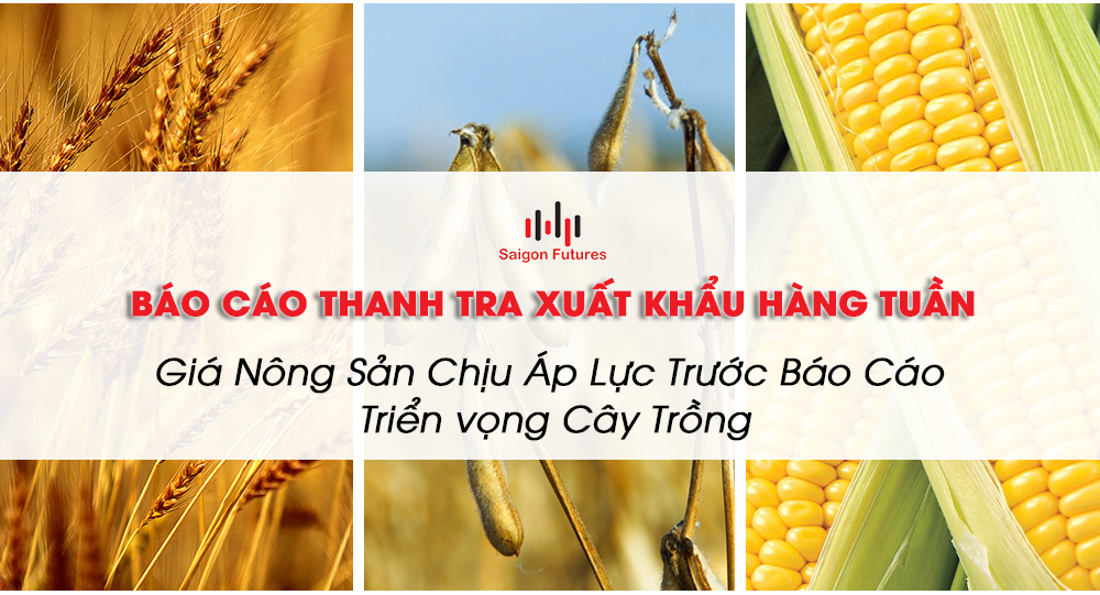 Giá nông sản chịu áp lực trước báo cáo triển vọng cây trồng Giá nông sản chịu áp lực trước báo cáo triển vọng cây trồng
