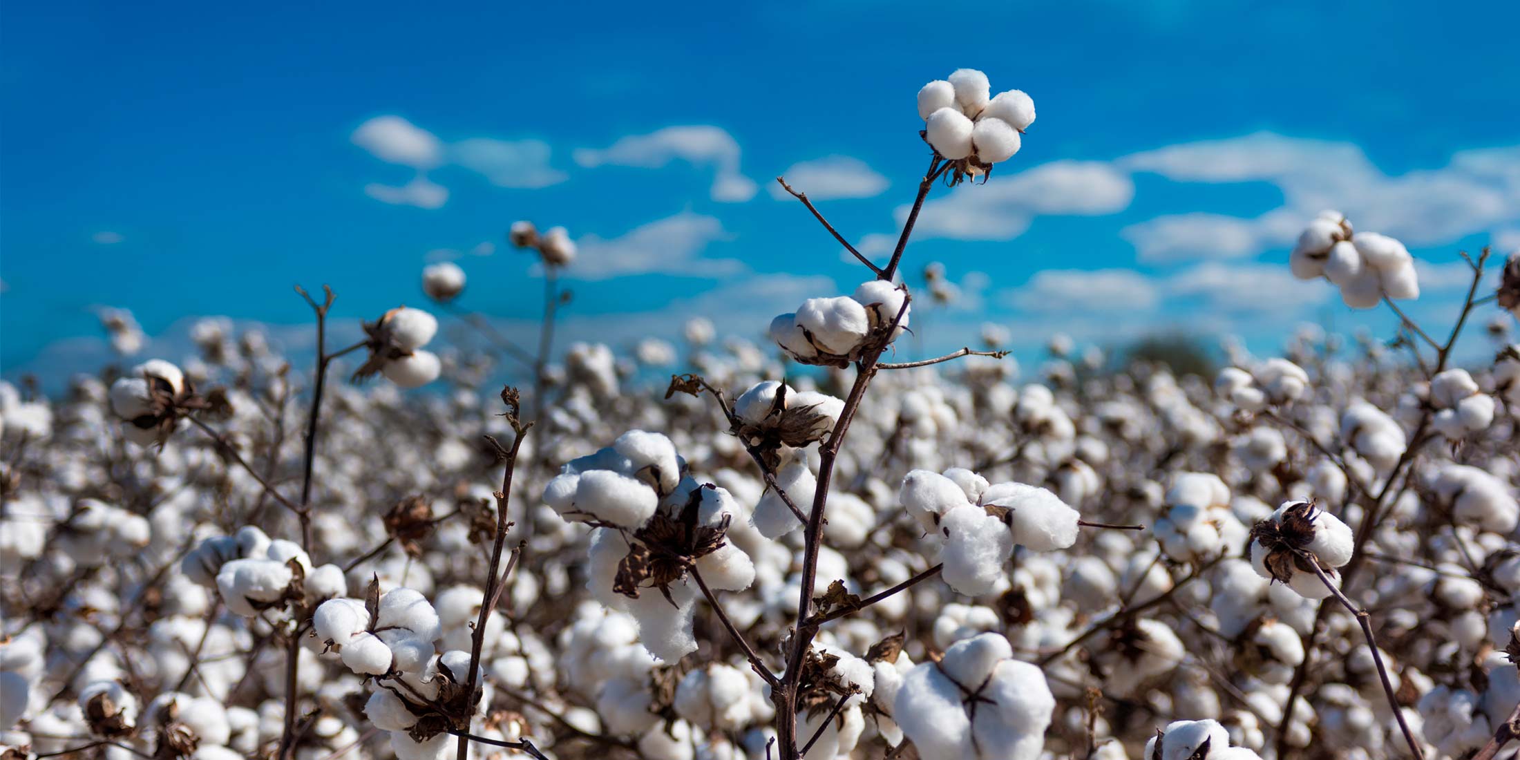 Thượng Hải đang mắc kẹt với số lượng hàng tồn kho Cotton lớn Thượng Hải đang mắc kẹt với số lượng hàng tồn kho Cotton lớn
