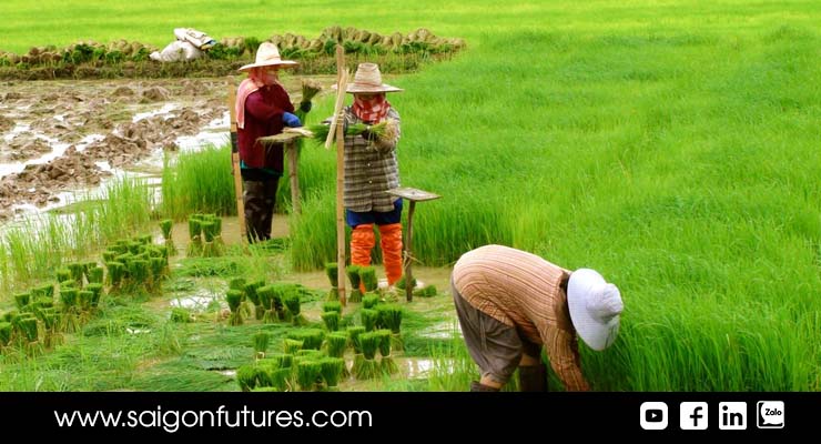 Ấn Độ hạn chế xuất khẩu gạo vì rủi ro nguồn cung Ấn Độ hạn chế xuất khẩu gạo vì rủi ro nguồn cung